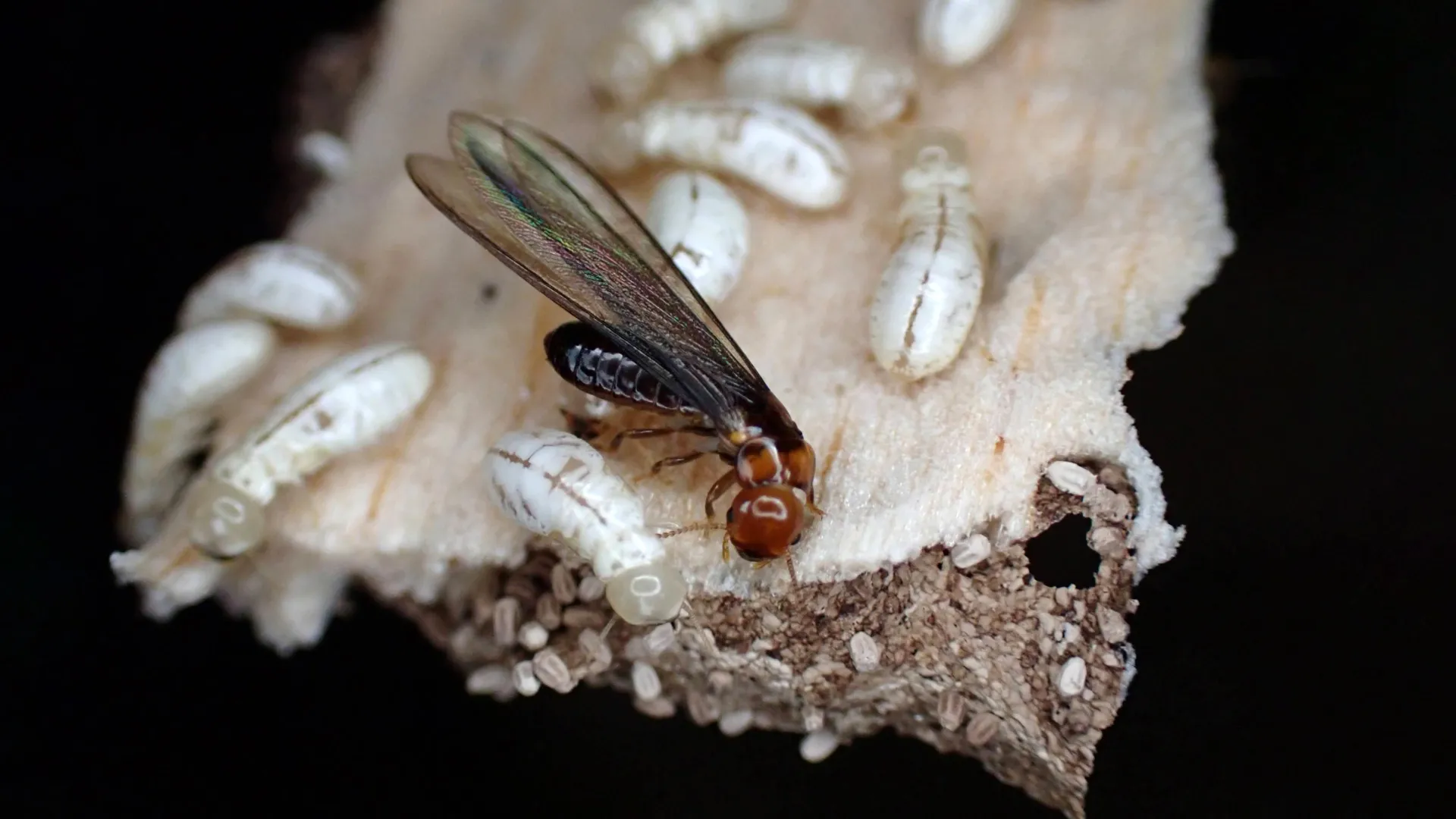 New Chemical Kills 95% of Termites, Safe for Humans