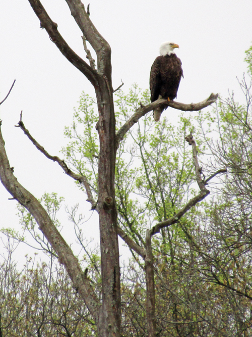 Bald eagle soaring near its large nest in tree along Cuyahoga River in Ohio