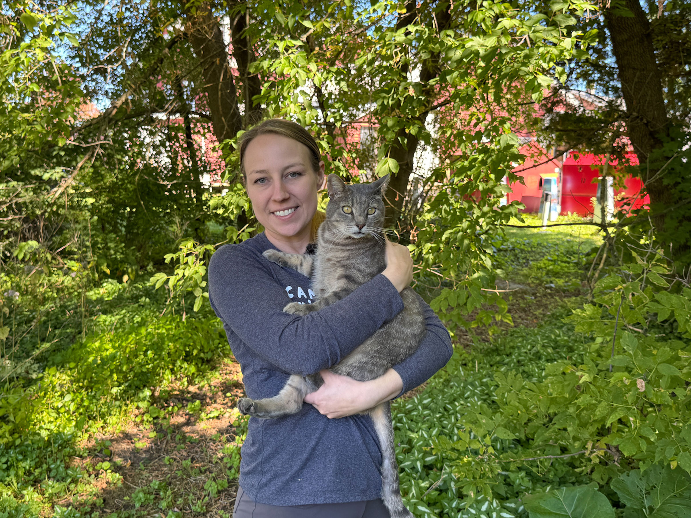 Feral cats resting near Cambridge Village Market in Vermont after community rescue effort