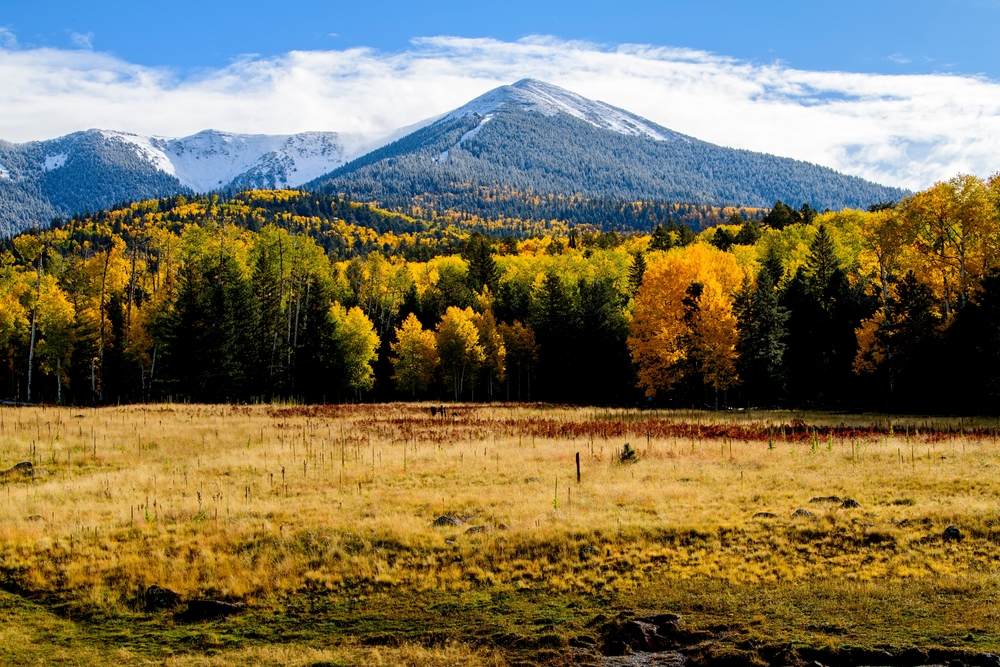 Flagstaff Volunteers to Plant Trees in 70-Year Fire Scars