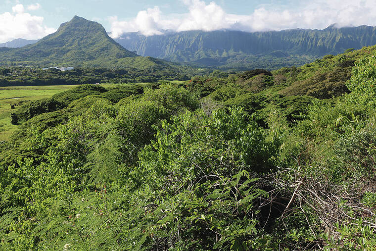 Hawaii Calls Volunteers to Restore Kailua Marsh Habitat
