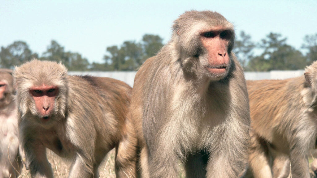 CDC Moves 160+ Research Monkeys to Texas Sanctuary