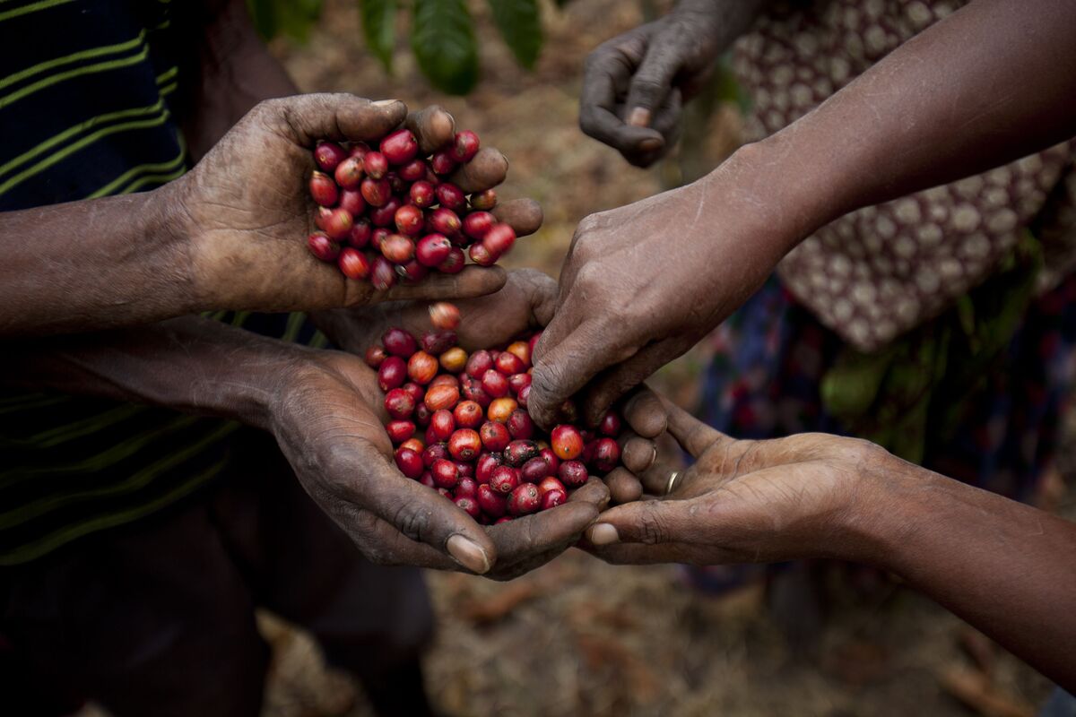 Ethiopia Plans to Double Coffee Earnings to $6 Billion