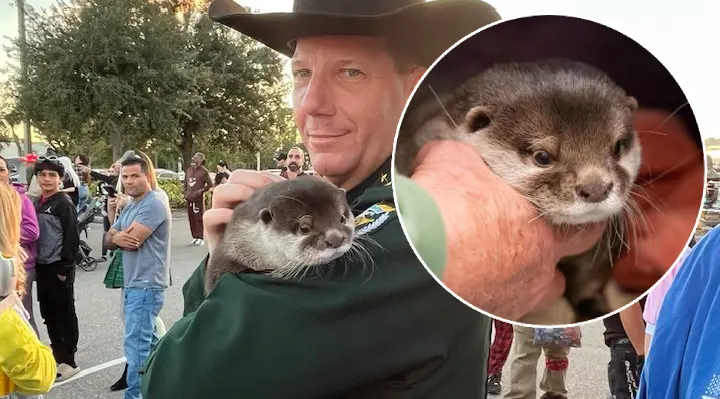 Splash, a small brown otter, rests on handler's arm during search and rescue training