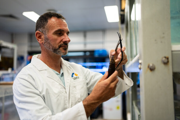 Australian University Hatches 200,000 Giant Prawns - Image 2