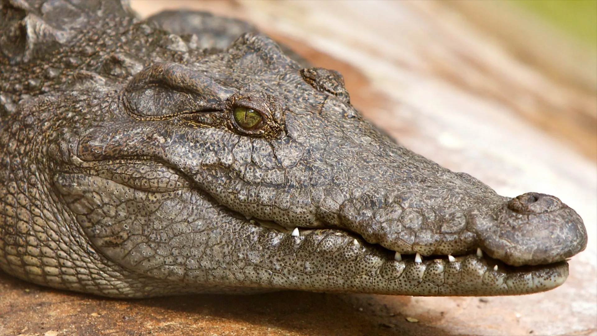 Critically Endangered Crocodile Rescued in South Korea