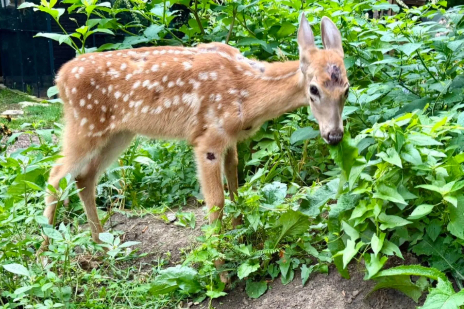 Indiana Fawn Unable to Stand Now Grazing After Truck Hit