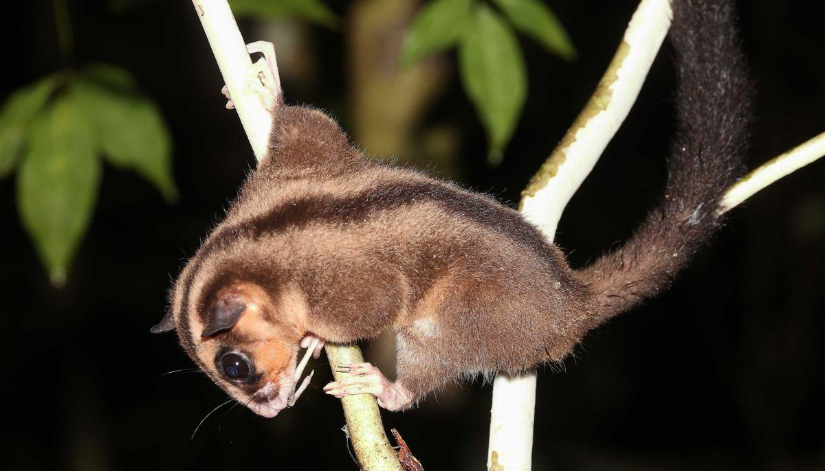 Two 'Extinct' Species Found Alive After 6,000 Years