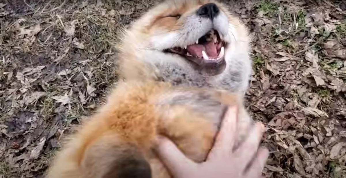 65 Animal Species Laugh Just Like Humans, UCLA Finds