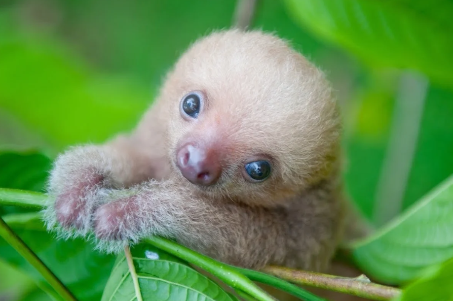 37-Year-Old Sloth Becomes One of Oldest Moms Ever