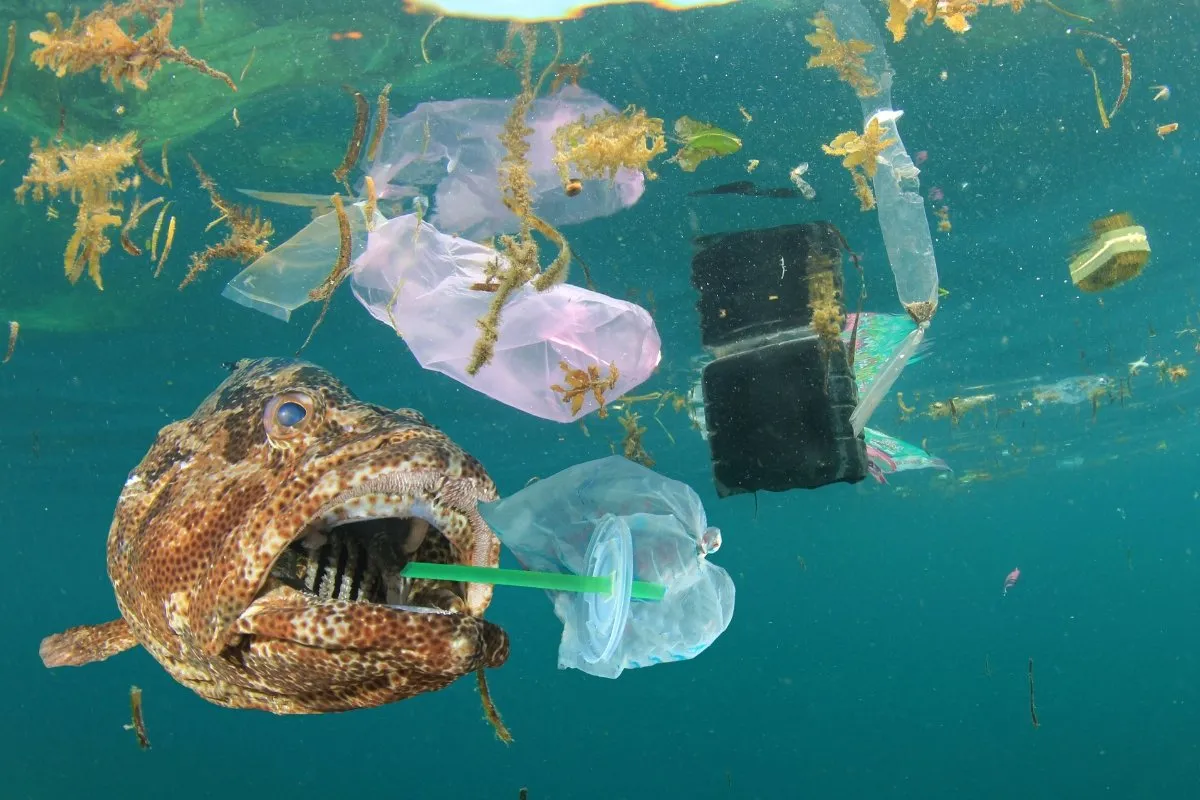 Diver Saves Tiny Octopus Trapped in Plastic Cup - Image 4