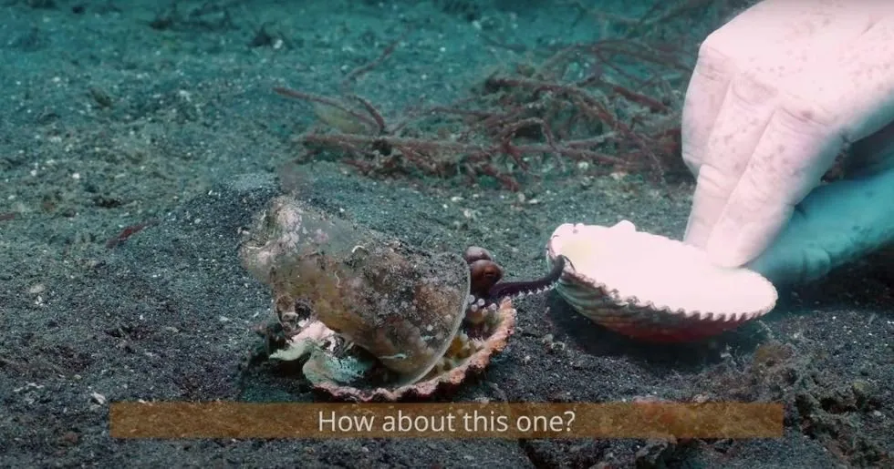 Small coconut octopus reaching tentacles out from shell while diver observes underwater