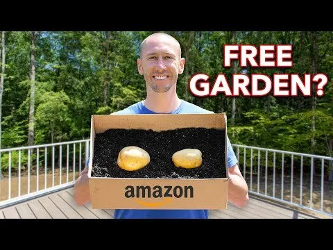 Gardener Grows Dozens of Potatoes in Amazon Boxes