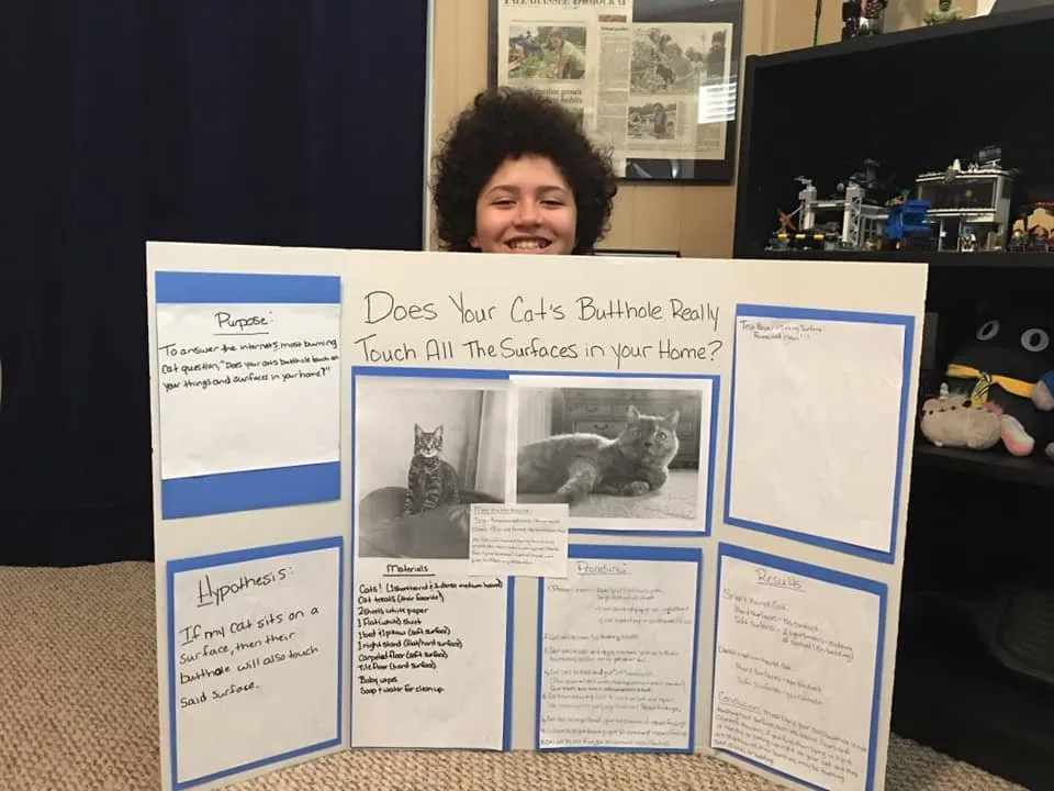 Curious cat sitting on kitchen counter next to science fair project display board