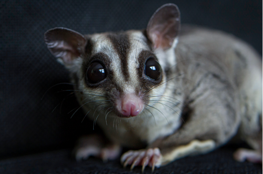 Australia's 'Goldilocks' Nests Save Endangered Gliders