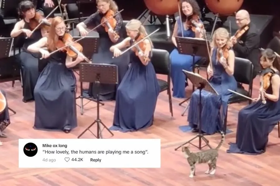 Cat Steals Spotlight at Istanbul Orchestra Performance