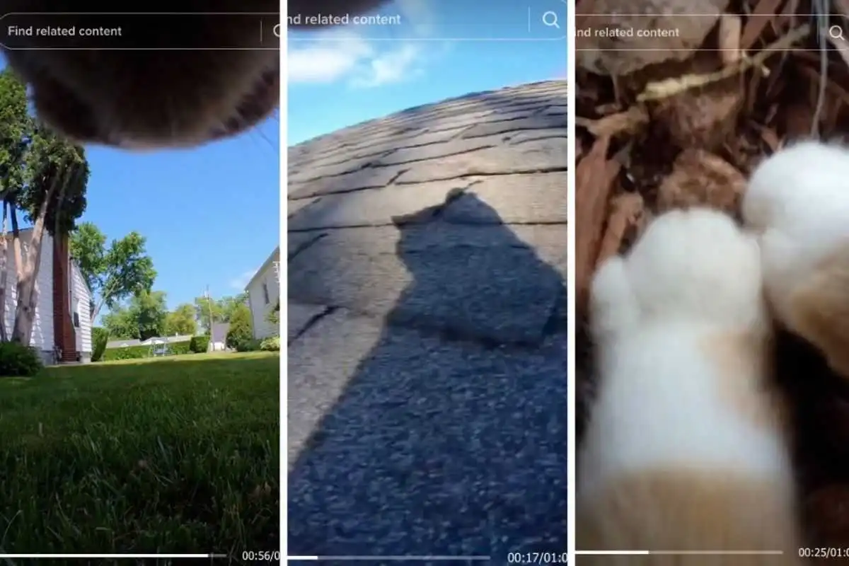 Cat's POV Camera Delights 50 Million TikTok Viewers