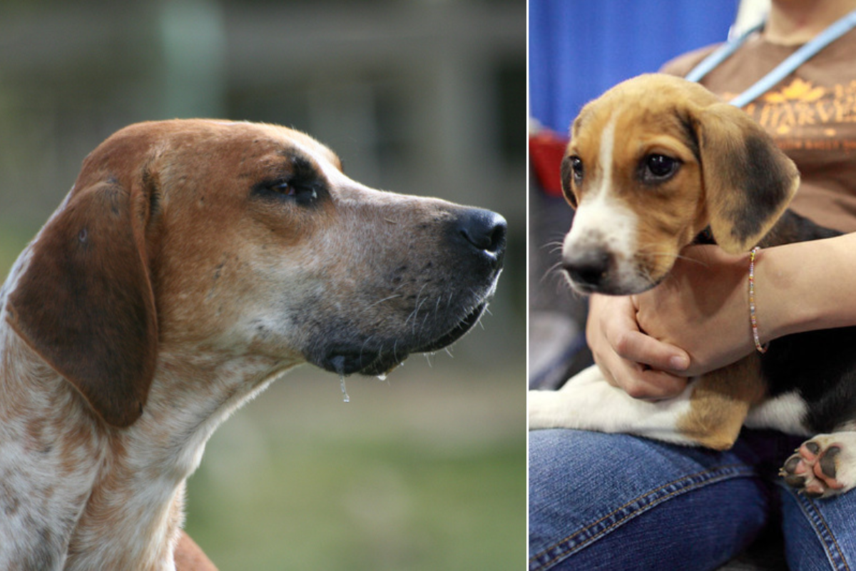 English Foxhound Jumps 14 Spots in Dog Popularity Rankings