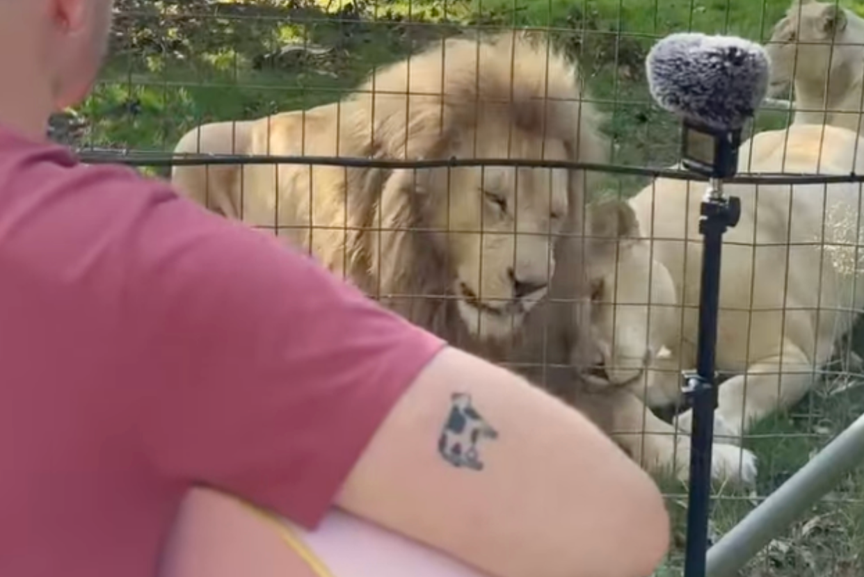 Lions Cuddle to Acoustic 'November Rain' Performance