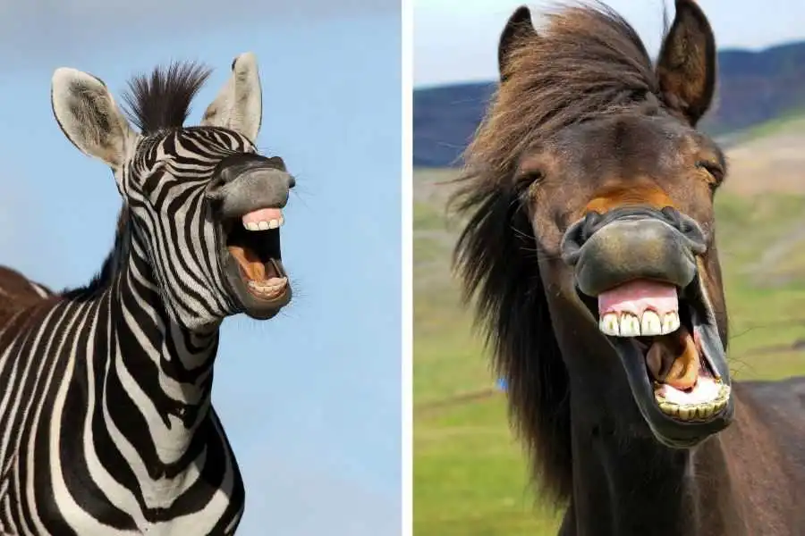 Scientists Explain Why Only 40 Animals Were Ever Domesticated