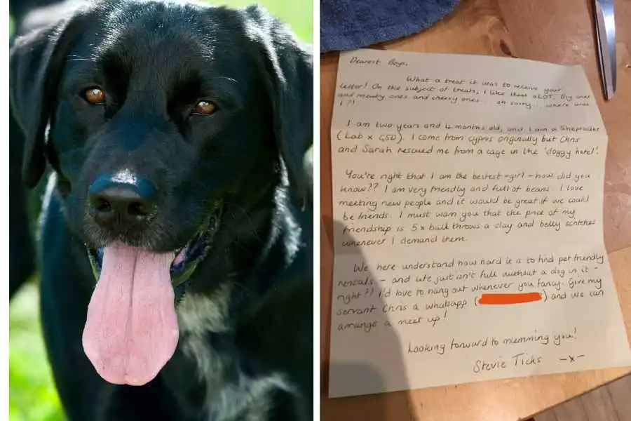 Four Roommates Ask to Walk Neighbor's Dog. She Says Yes.