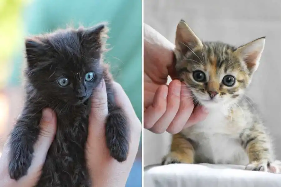 Man Names 13 Cats with Puns, Now Strangers Want His Help