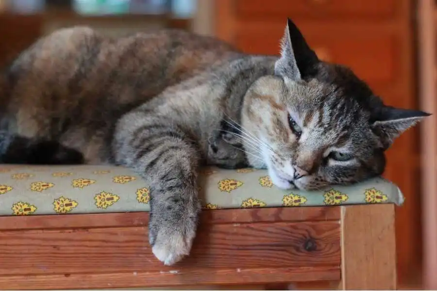 7 Vet-Approved Signs Your Cat Actually Loves You
