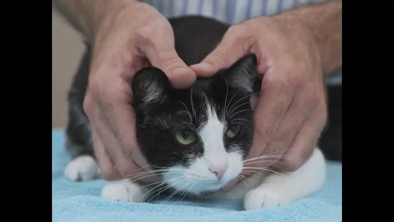 Vet's 'Squish That Cat' Video Hits 23M Views