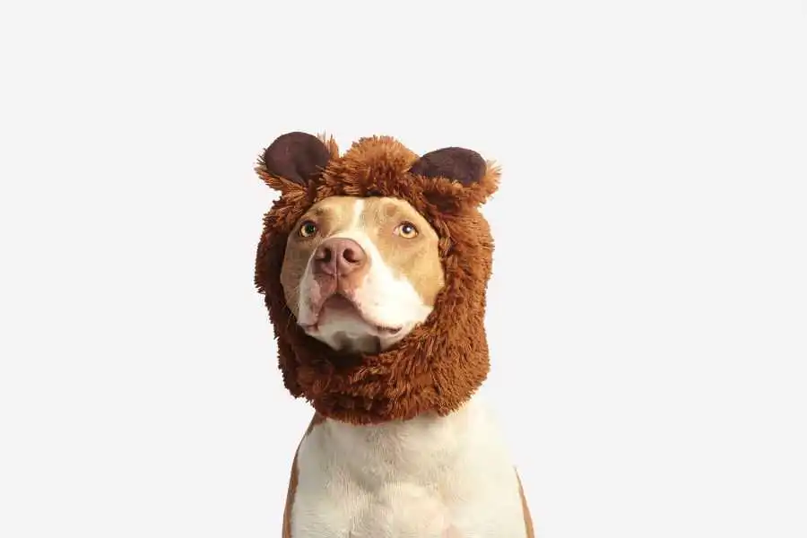 Pit Bull With Rare Gene Mutation Finds Forever Home After 6 Tries