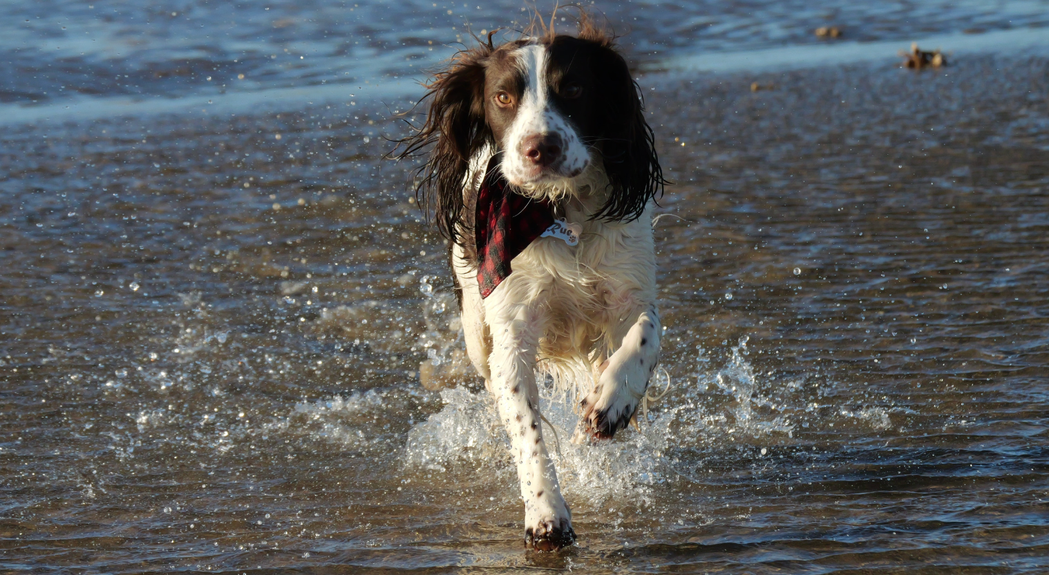 Brown and white Springer Spaniel on leash attempting to enter Yorkshire village pub