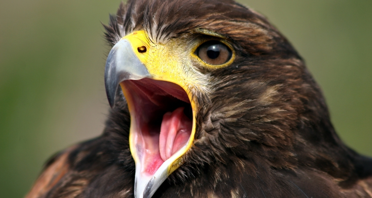 12-Year-Old Masters 114 Bird Calls, Stuns Talent Show