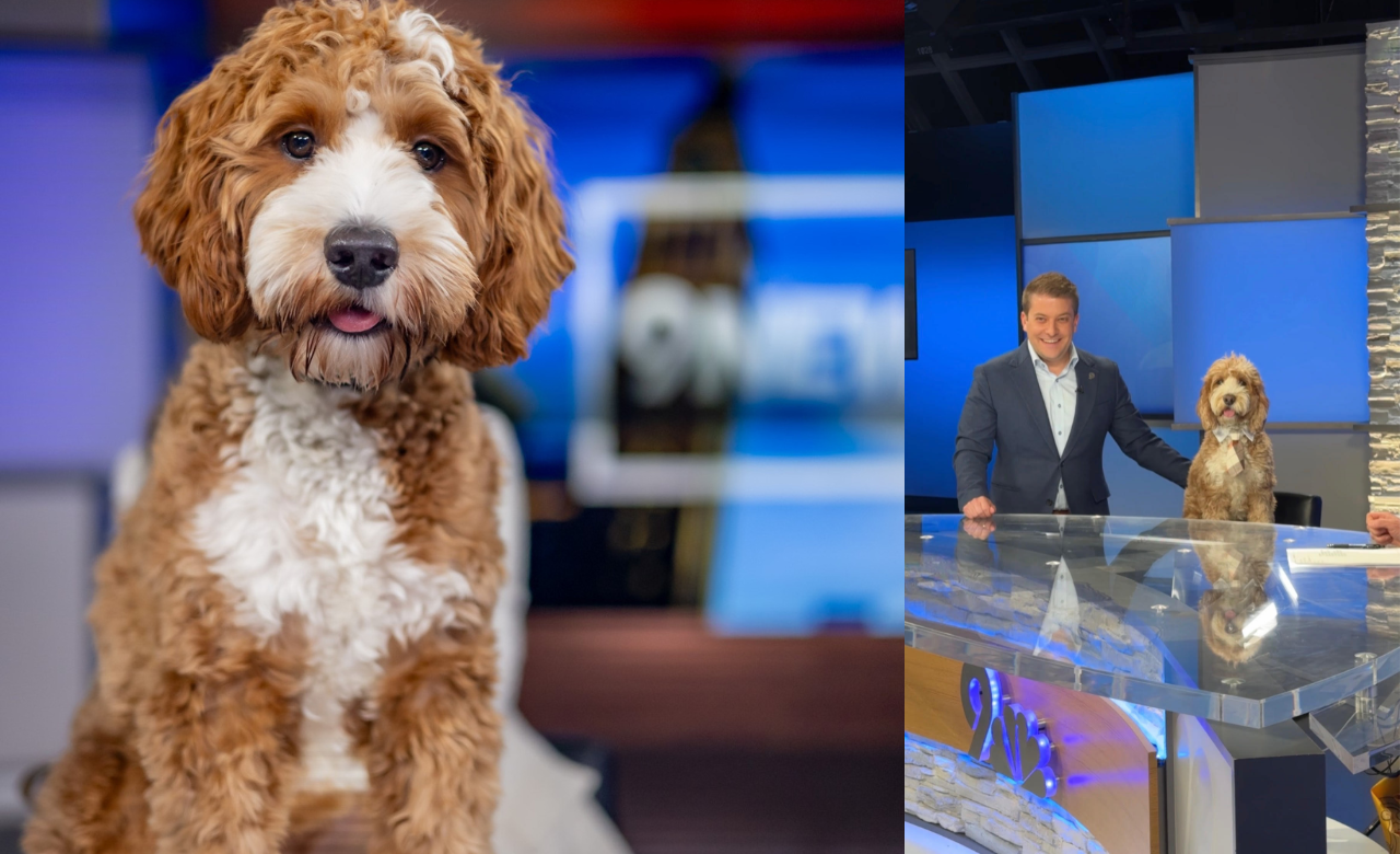 Goldendoodle Knox waits for his TV anchor dad every night