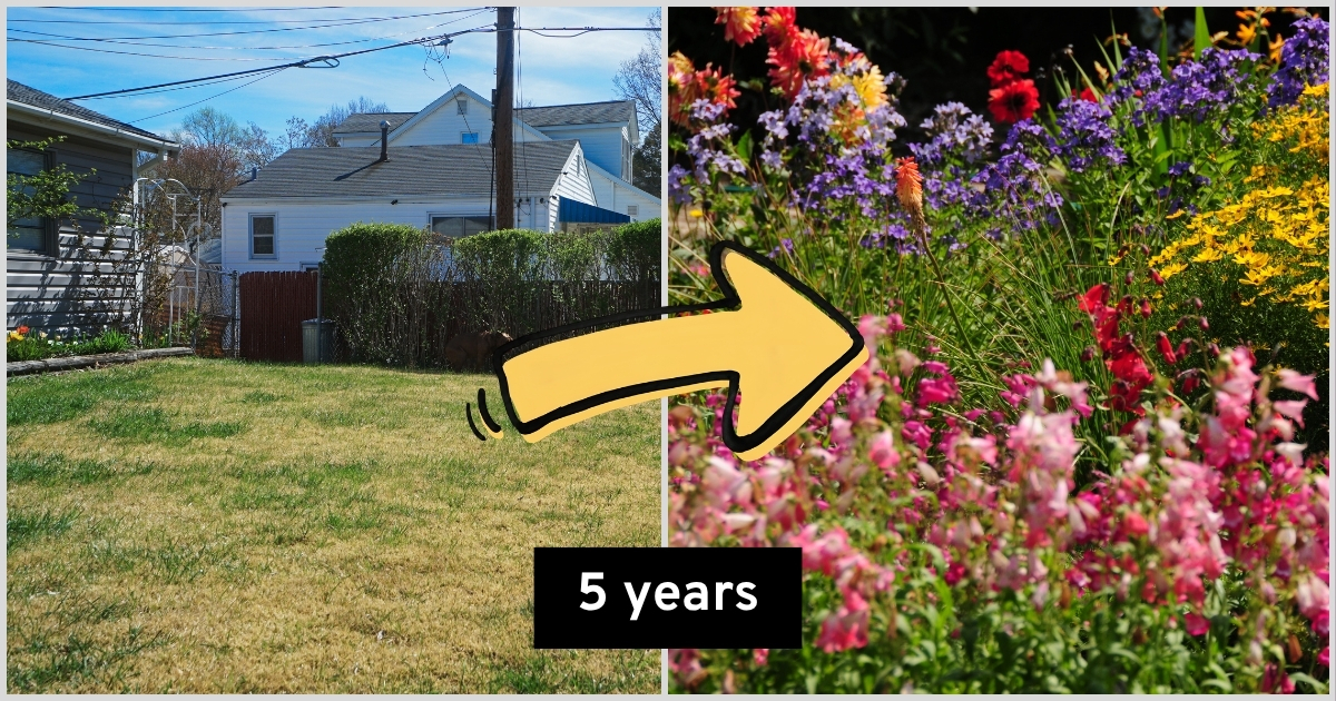 English Gardener Builds Dream Cottage Garden in 5 Years