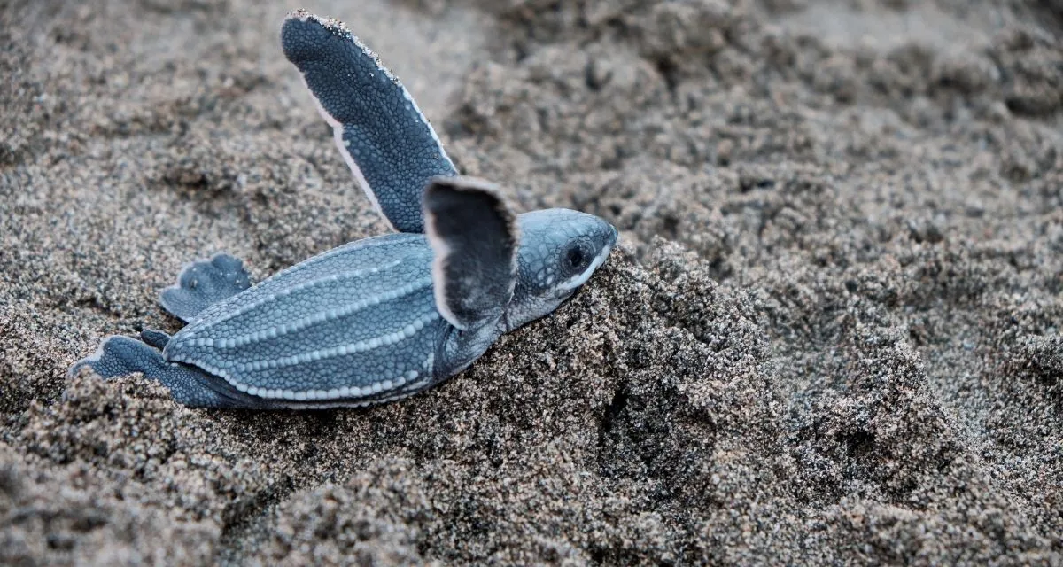 Baby sea turtle crawling across sand toward ocean while being filmed