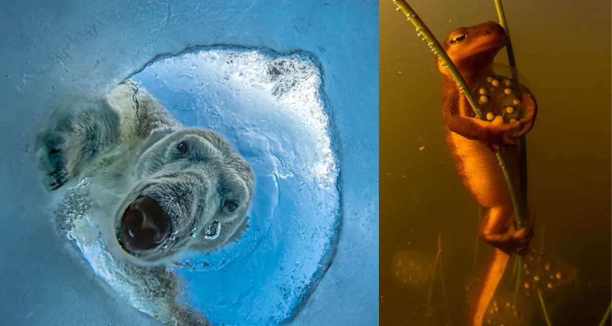 Polar Bear Photo Takes 3 Years and 17 Hours to Capture