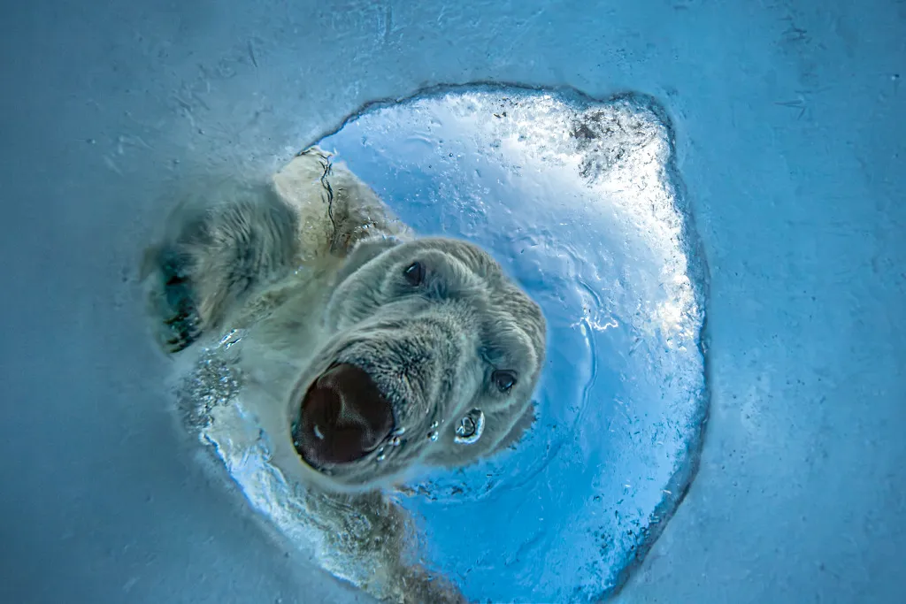 Polar Bear Photo Takes 3 Years and 17 Hours to Capture - Image 3