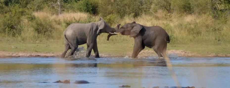 Dead Elephants Feed Ecosystems for 8 Years, Study Finds - Image 3