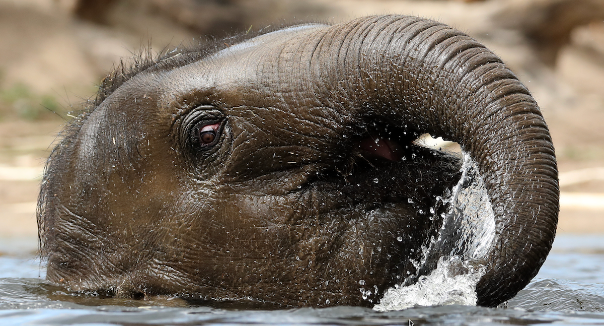 Small elephant calf being rescued from river by fishermen in boat in India