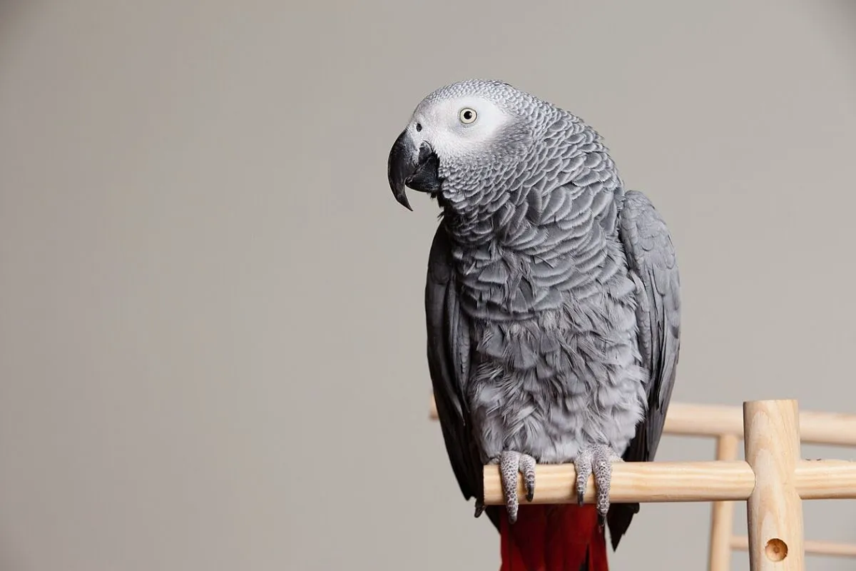 African Grey Parrot Masters Fart Noises, Wins 400K Fans
