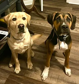 Yellow Lab Keanu Guides Man Who Lost Sight in Crash - Image 5