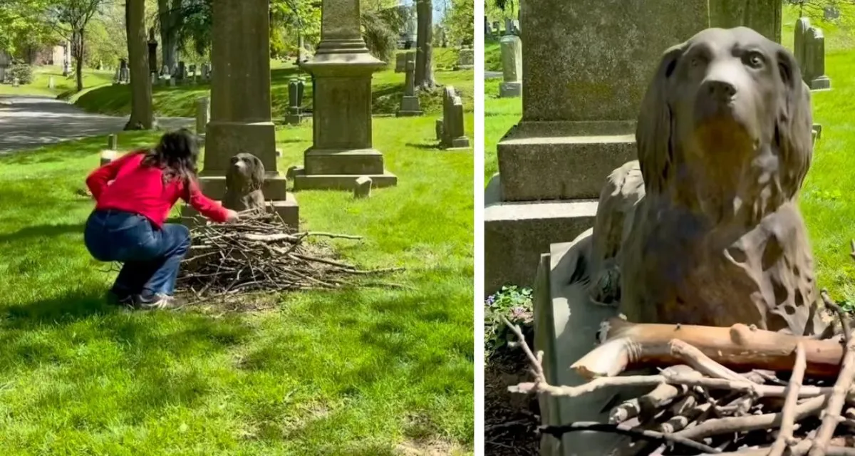 100-Year-Old Cemetery Dog Gets Sticks From Loving Visitors