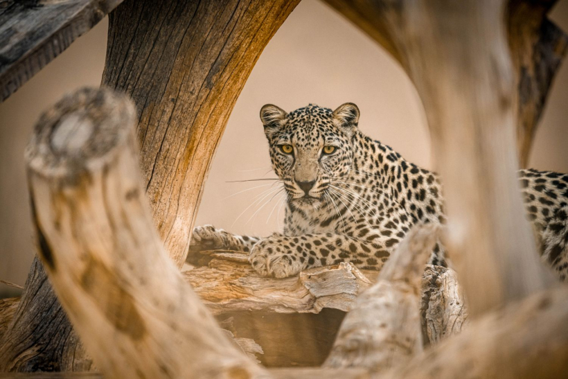 Arabian leopard resting on rocky outcrop in natural desert habitat of Arabian Peninsula