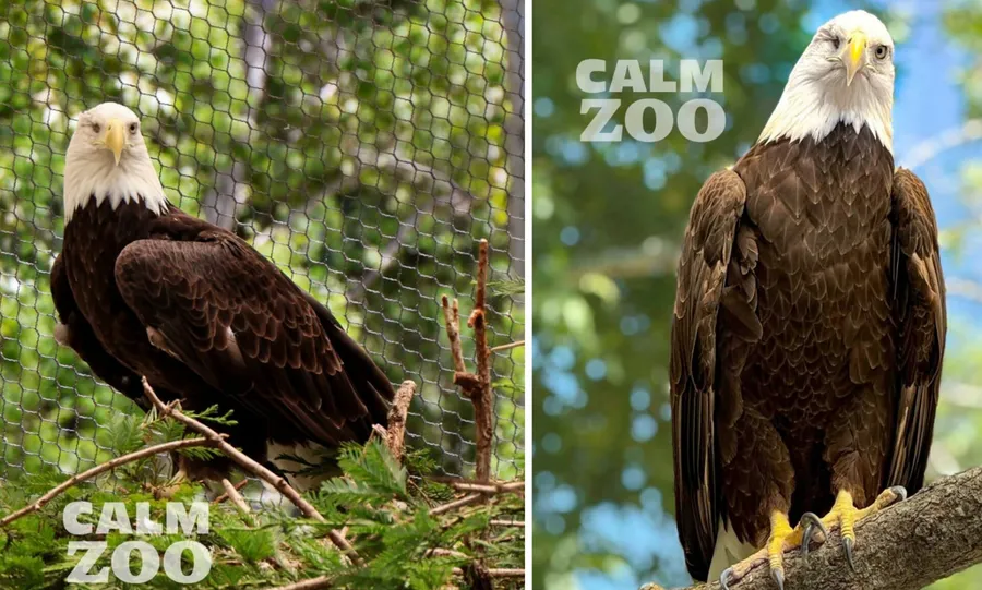 Rescue Eagle Spirit Donates Blood to Save Beloved Jackie
