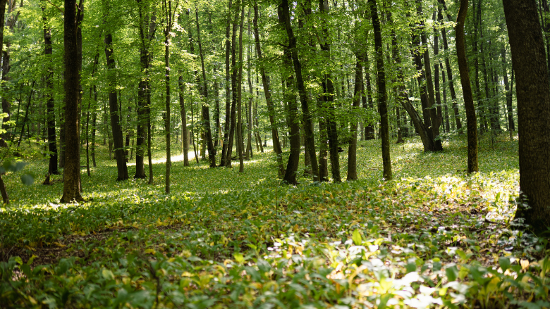 Moldova's Forest Festival Brings €25K to Rural Villages