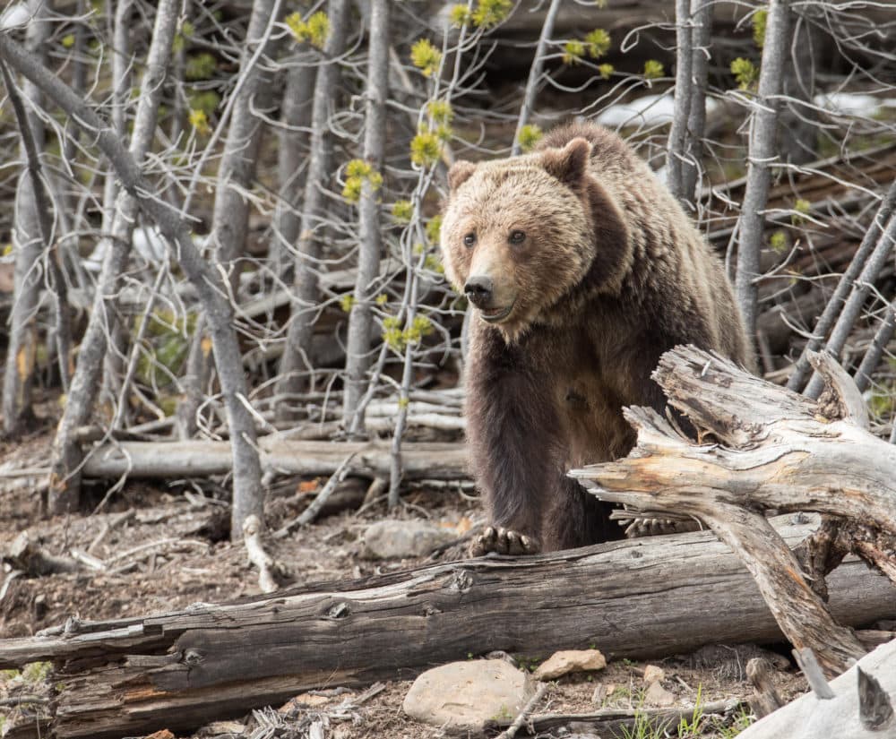 Grizzly Bears Soar to 1,000 After Near-Extinction