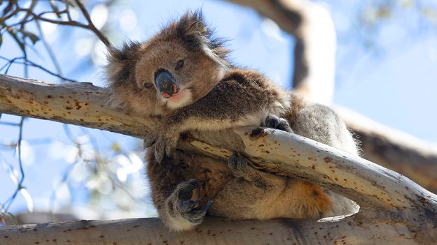 Scientists Save Disease-Free Koalas From Genetic Decline