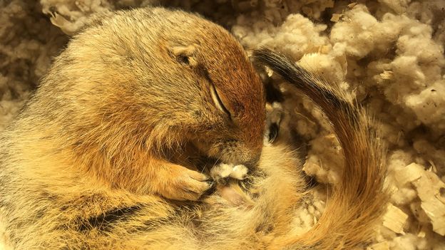 Arctic Squirrel's Frozen Secret May Save Heart Attack Lives