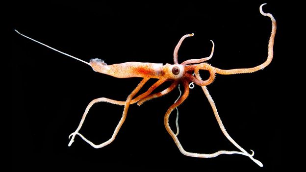 Trillions of Ocean Creatures Migrate Nightly in Climate Win