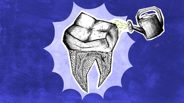 Scientists Grow Human Teeth to Replace Fillings, Implants