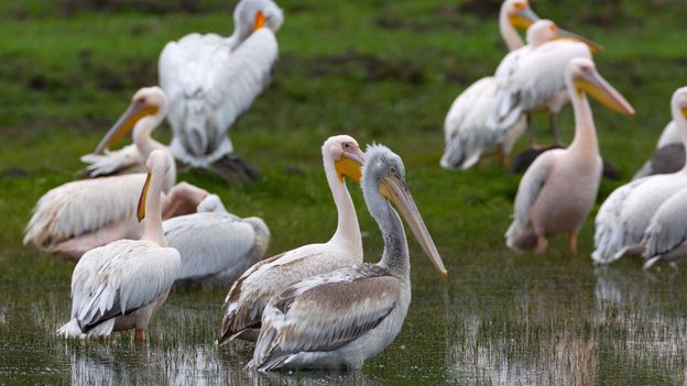 Scientists Save Turkey's Last Lakes for Migrating Birds